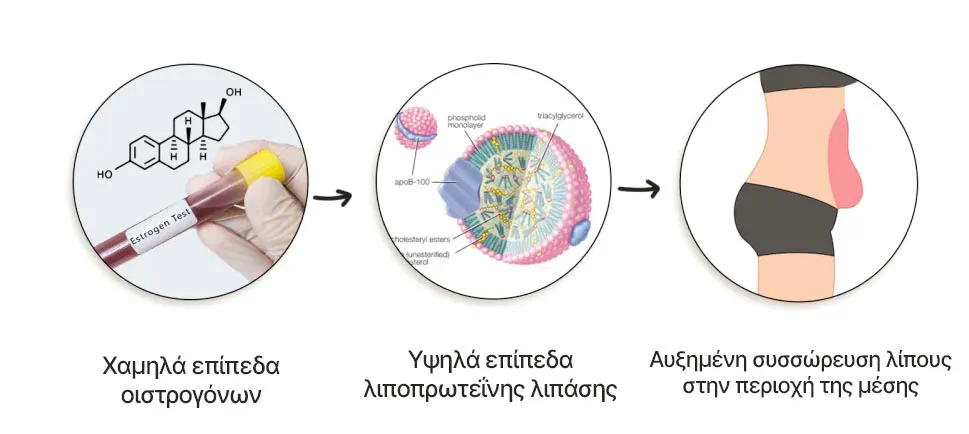 estrogen-fat